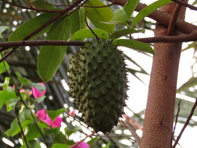 15 Health Benefits of Soursop LeavesGraviola Leaves