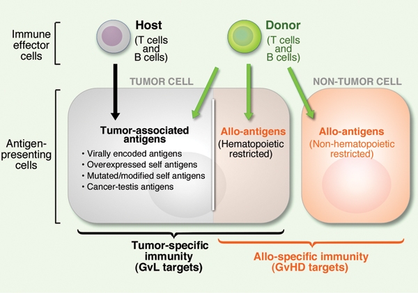 How successful are allogeneic stem cell transplants?