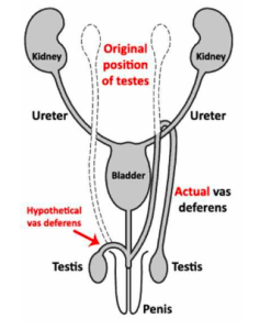 malee-reproductive-organ