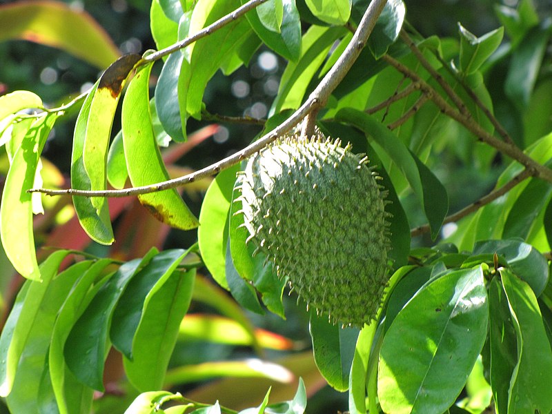 Soursop Leaves Comprehensive Guide to Their Benefits, Side Effects, and Usage Backed by Research