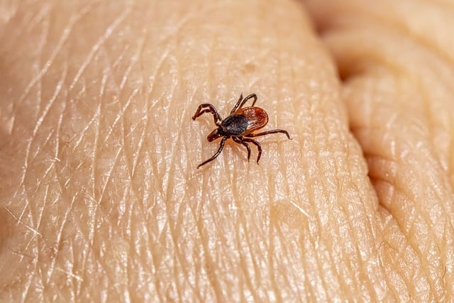 Tick Bites: What You Need to Know About Diseases, Prevention, and Treatment