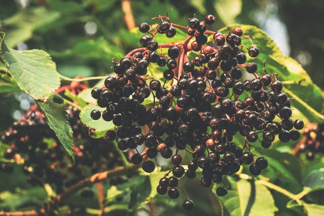 Elderberry: A Comprehensive Guide to Its Benefits, Uses, and Precautions