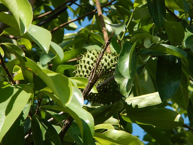 The Health Benefits of Soursop: Fruit, Leaves, and Tea